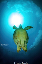 Raja ampat - marine turtle by Massimo Giorgetta 